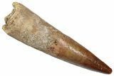 Bargain, Fossil Spinosaurus Tooth - Real Dinosaur Tooth #345424-1